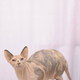 Illustration for article titled Meet Cats With Attitude At Meet The Breeds